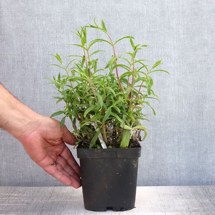 Exemplar von Penstemon Schoenholzeri - Bartfaden Topf mit 2L/3L wie im Sommer geliefert