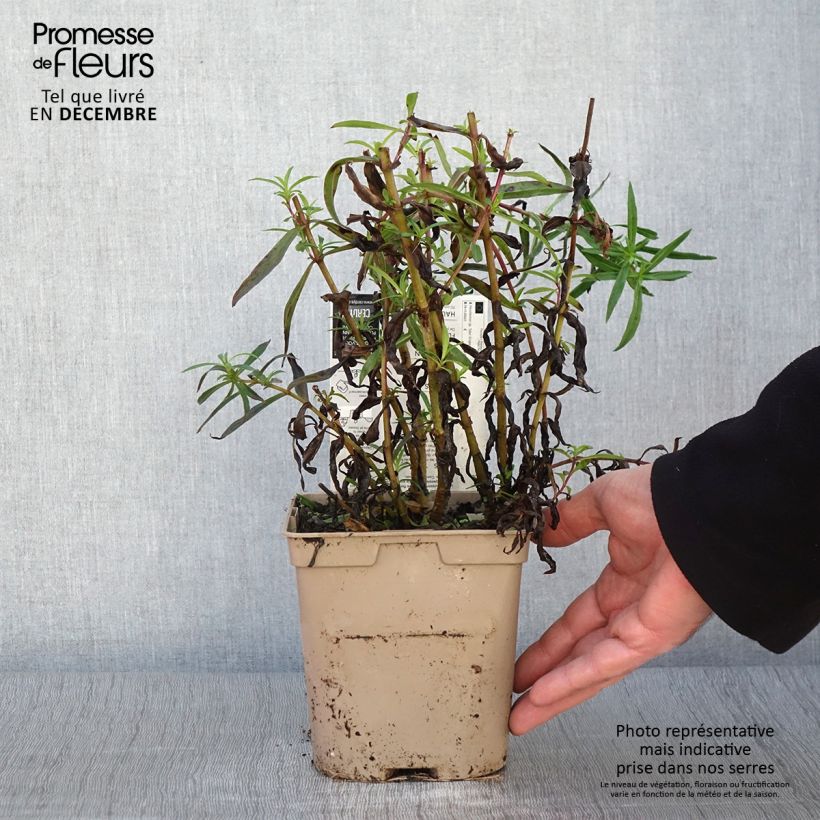 Exemplar von Penstemon Sour Grapes - Bartfaden Topf mit 2L/3L wie im Herbst geliefert