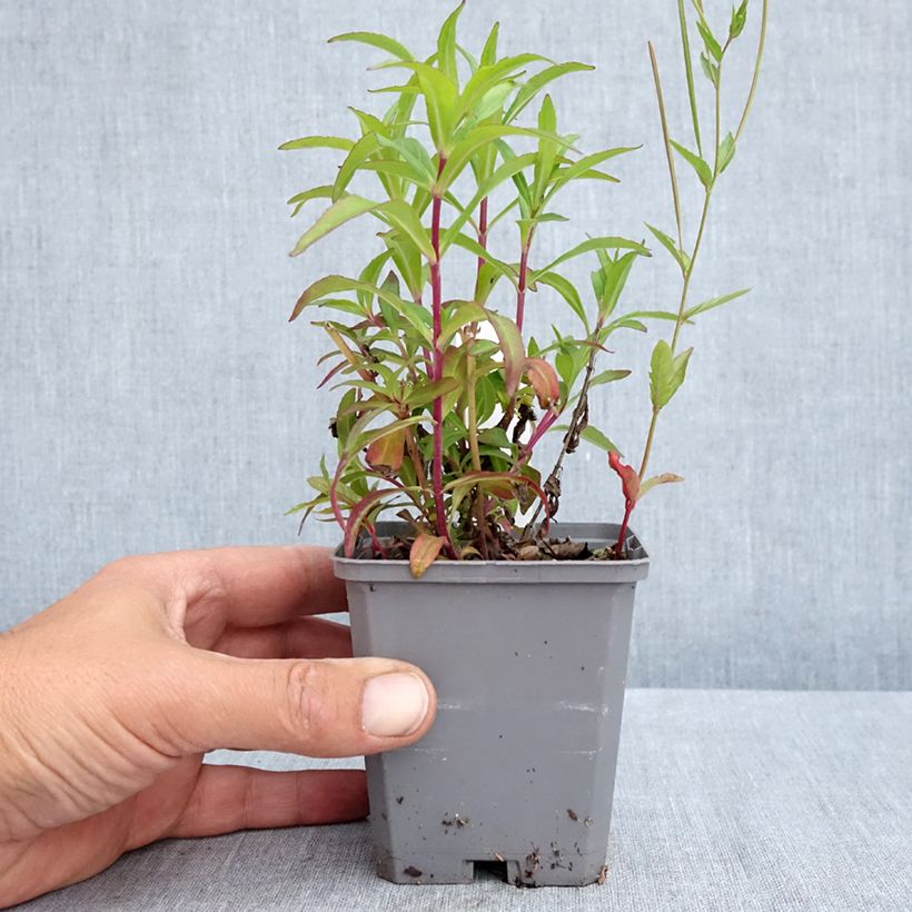Exemplar von Penstemon Sour Grapes - Bartfaden Kleine Töpfe von 8/9 cm wie im Frühjahr geliefert