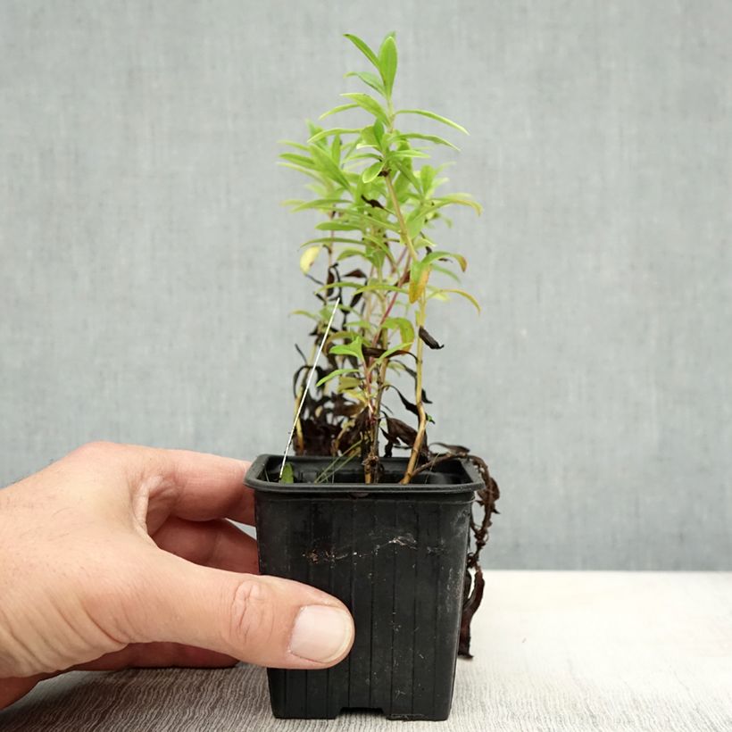 Exemplar von Penstemon Le Phare - Bartfaden Kleine Töpfe von 8/9 cm wie im Herbst geliefert