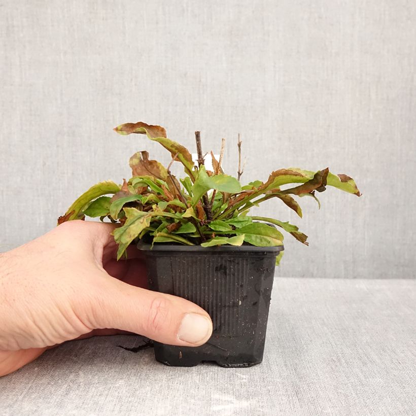 Exemplar von Penstemon Nova Pearl - Bartfaden Kleine Töpfe von 8/9 cm wie im Herbst geliefert