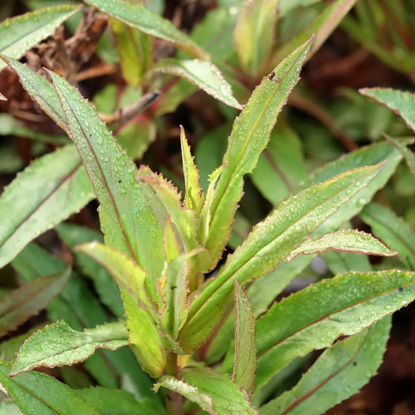 Penstemon Nova Twilight - Bartfaden (Laub)