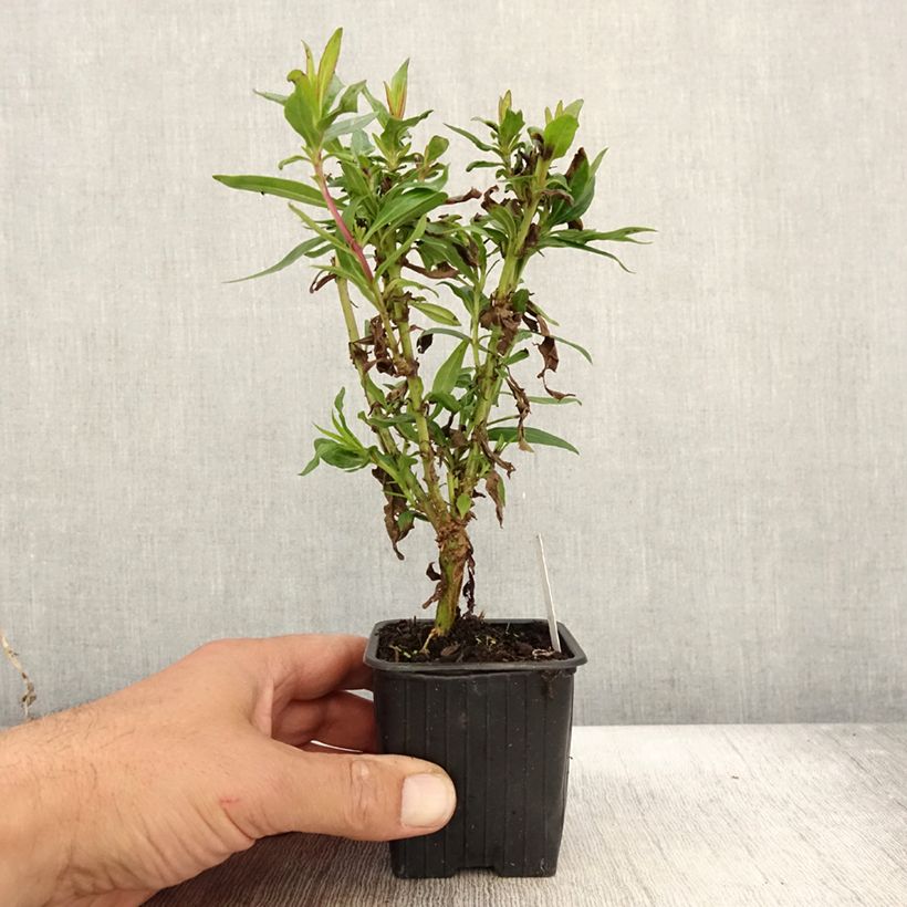 Exemplar von Penstemon Pensham Czar - Bartfaden Kleine Töpfe von 8/9 cm wie im Herbst geliefert