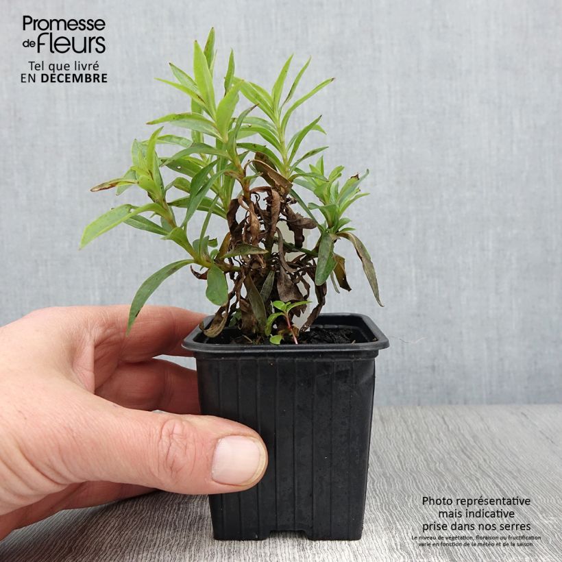 Exemplar von Penstemon Pensham Laura - Bartfaden Kleine Töpfe von 8/9 cm wie im Herbst geliefert