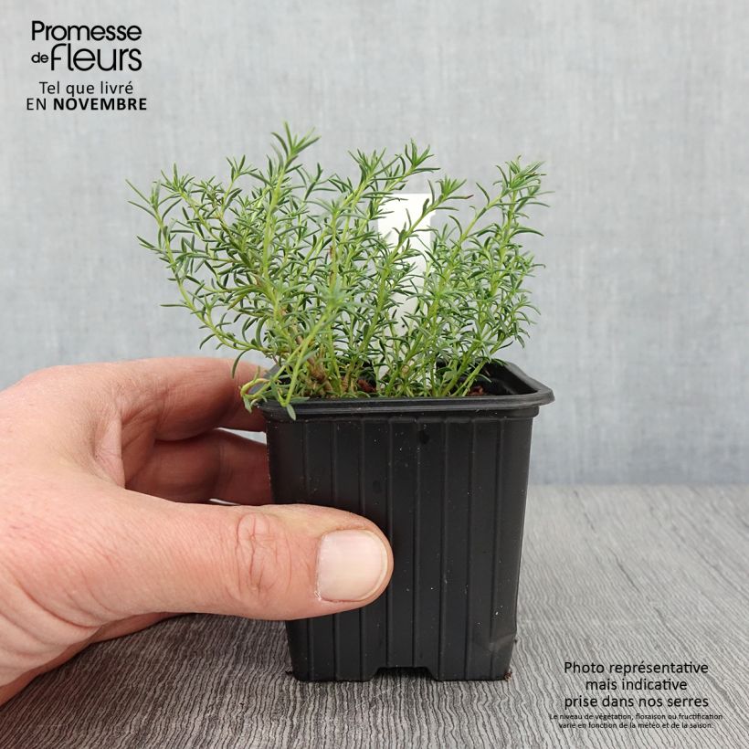 Exemplar von Penstemon pinifolius Mersea Yellow - Bartfaden Kleine Töpfe von 8/9 cm wie im Herbst geliefert