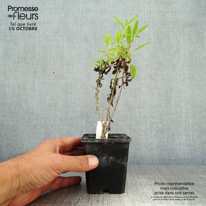 Exemplar von Penstemon Purple Passion - Bartfaden Kleine Töpfe von 8/9 cm wie im Herbst geliefert