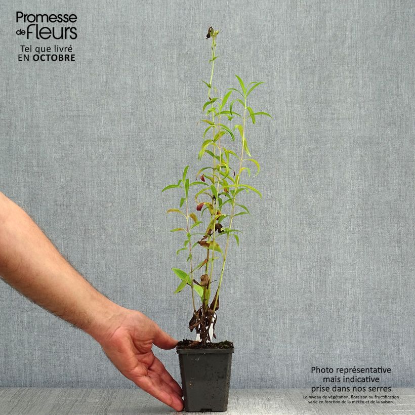 Exemplar von Penstemon Raven - Bartfaden Kleine Töpfe von 8/9 cm wie im Herbst geliefert
