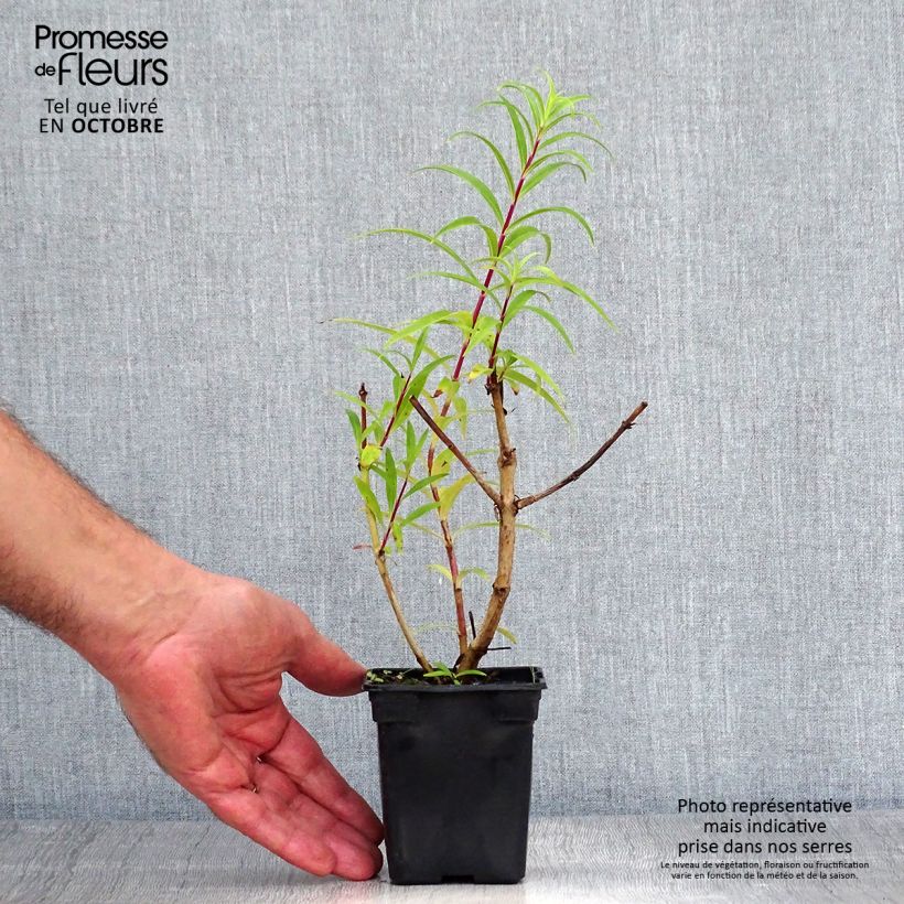 Exemplar von Penstemon Rich Ruby - Bartfaden Kleine Töpfe von 7/8 cm wie im Herbst geliefert