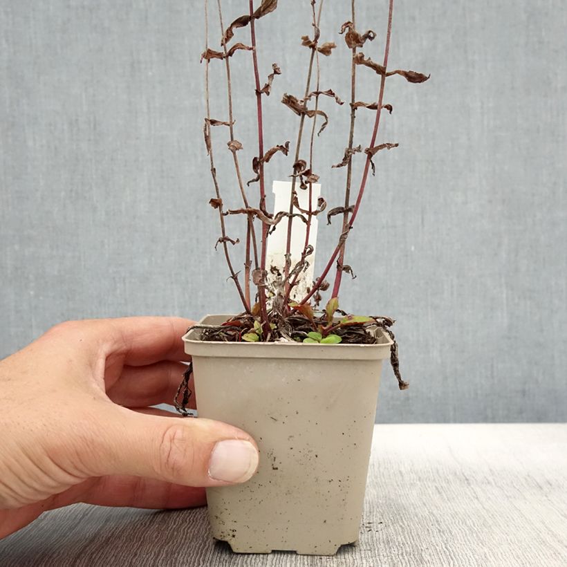 Exemplar von Penstemon smallii - Bartfaden Kleine Töpfe von 8/9 cm wie im Herbst geliefert