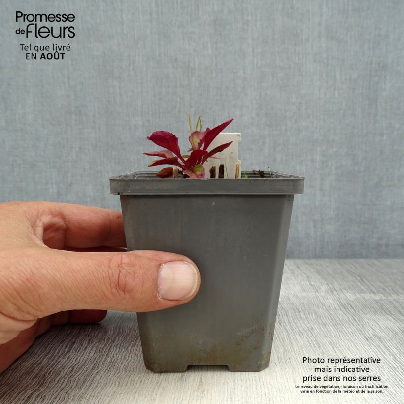 Exemplar von Penstemon smallii - Bartfaden Kleine Töpfe von 8/9 cm wie im Sommer geliefert