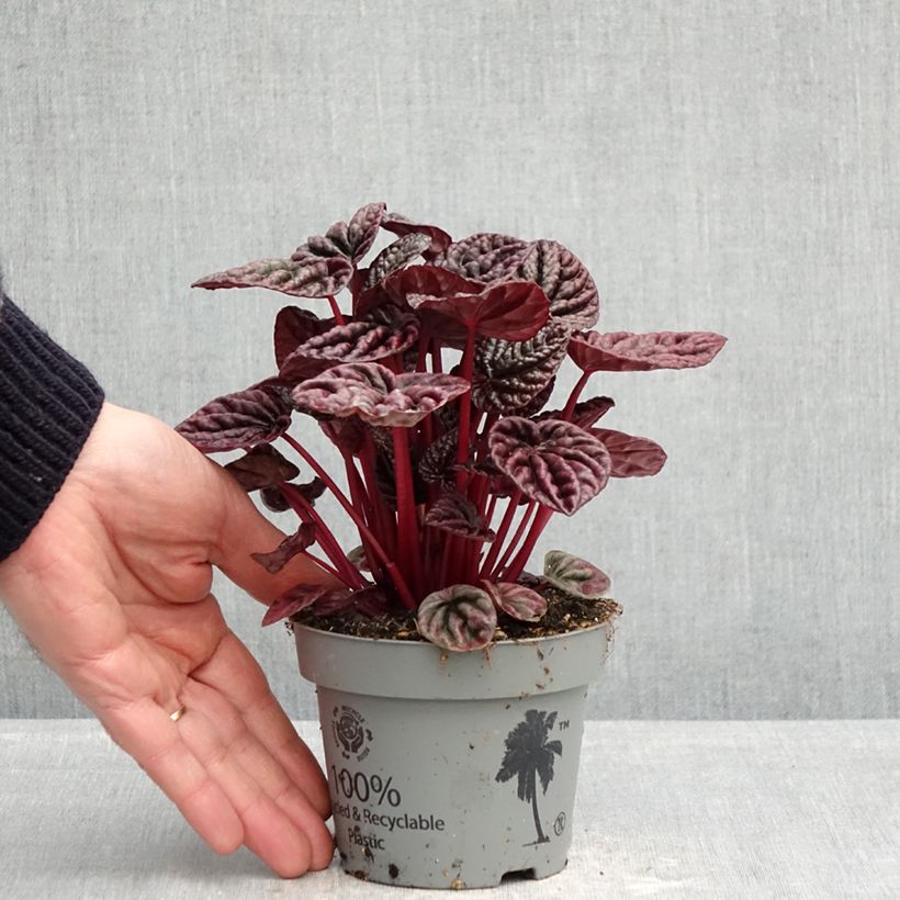 Exemplar von Peperomia caperata Luna - Zwergpfeffer Topf 12 cm / 13 cm wie im Frühjahr geliefert