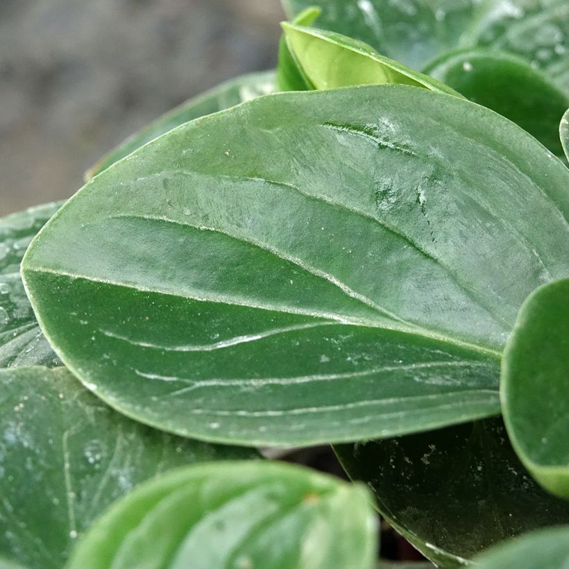 Peperomia clusiifolia Red Margin - Zwergpfeffer (Laub)