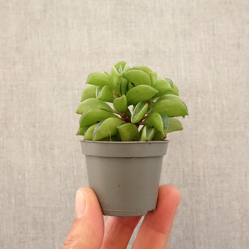 Exemplar von Peperomia Fire Sparks - Zwergpfeffer Mini-plante wie im Frühjahr geliefert