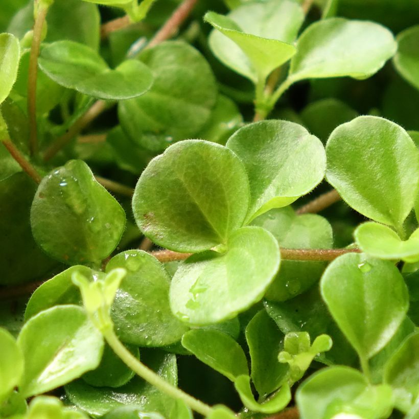 Peperomia rotundifolia - Zwergpfeffer (Laub)