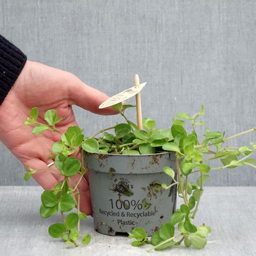 Exemplar von Peperomia rotundifolia - Zwergpfeffer Topf 12 cm / 13 cm wie im Frühjahr geliefert