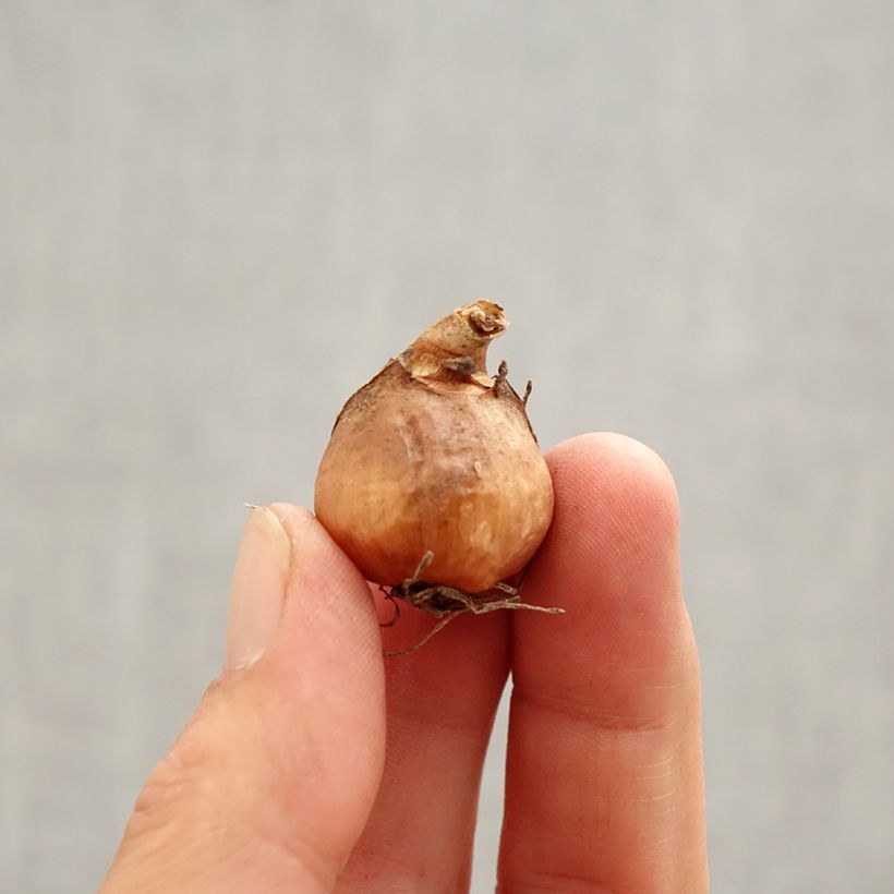 Exemplar von Galanthus nivalis S. Arnott - Schneeglöckchen Zwiebel Kaliber/Größe 5+ wie im Frühjahr geliefert