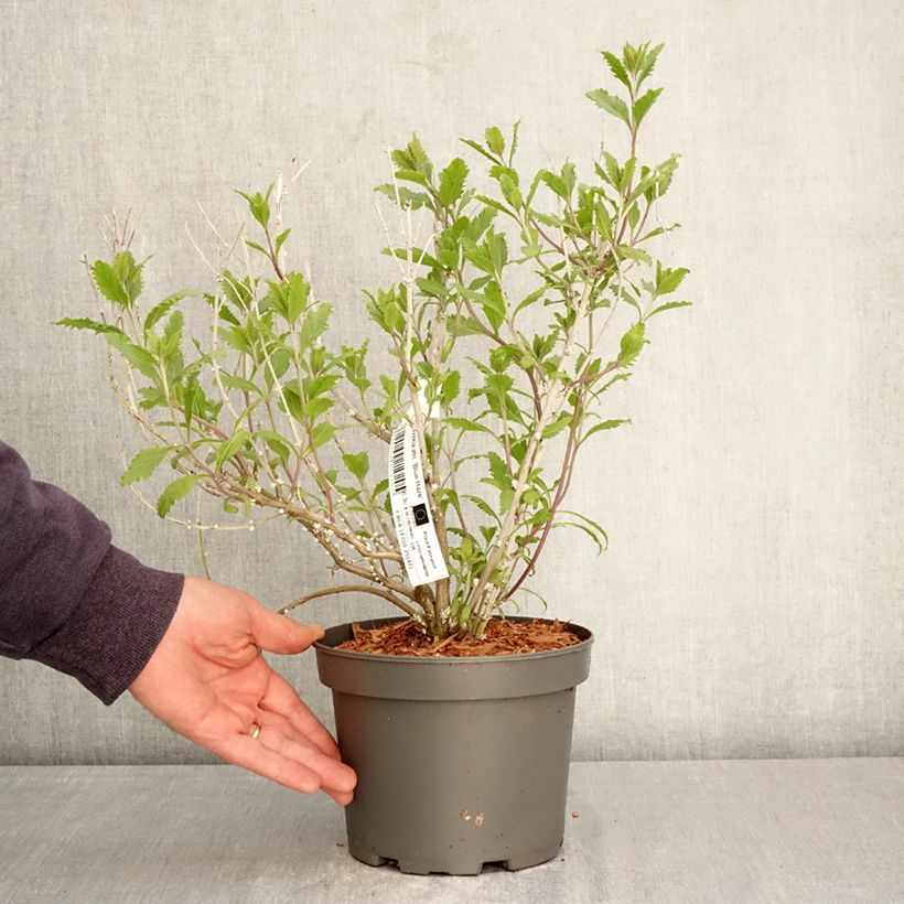 Exemplar von Blauraute Blue Haze - Perovskia atriplicifolia Topf mit 3L/4L wie im Frühjahr geliefert