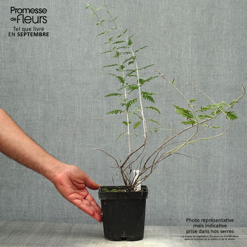 Exemplar von Blauraute Blue Spire - Perovskia atriplicifolia Topf mit 2L/3L wie im Herbst geliefert