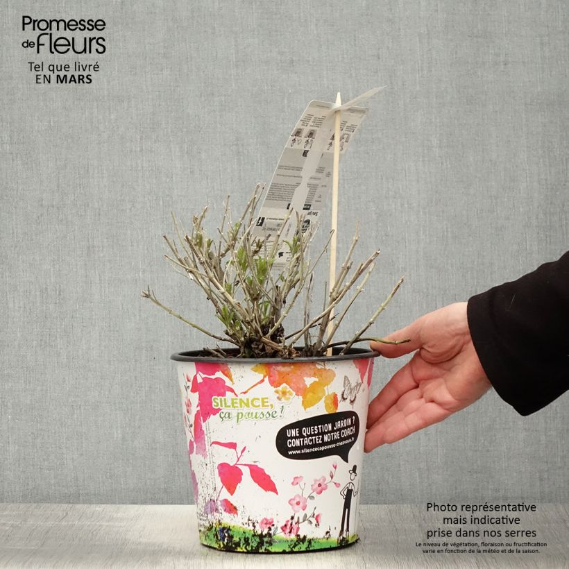 Exemplar von Blauraute Blue Spire - Perovskia atriplicifolia Topf mit 4L/5L wie im Frühjahr geliefert