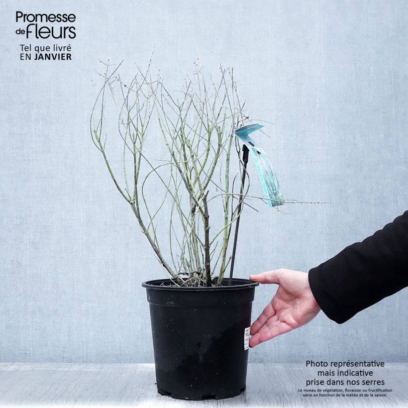 Exemplar von Blauraute Blue Spire - Perovskia atriplicifolia Topf mit 4L/5L wie im Winter geliefert