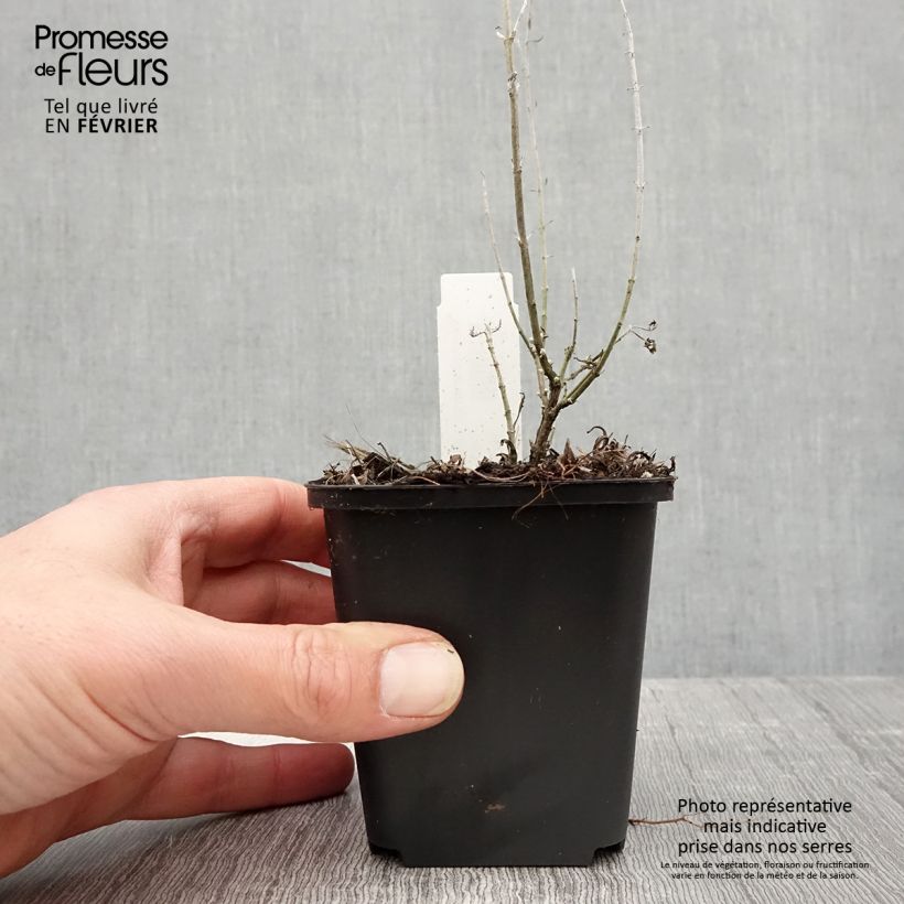 Exemplar von Blauraute Lacey Blue - Perovskia atriplicifolia Kleine Töpfe von 8/9 cm wie im Winter geliefert