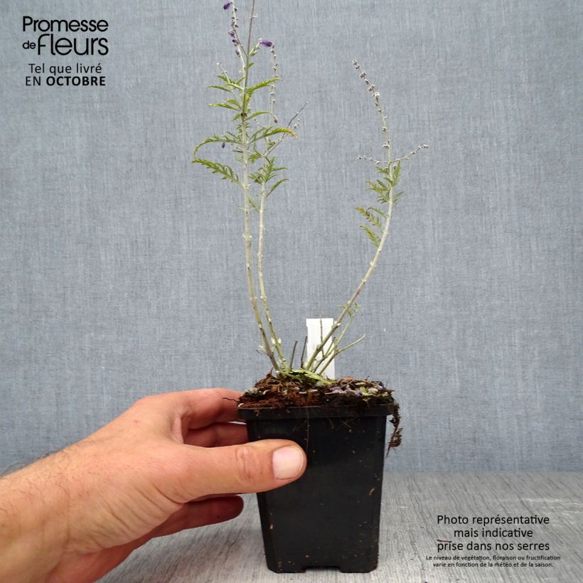 Exemplar von Blauraute Little Spire - Perovskia atriplicifolia Kleine Töpfe von 8/9 cm wie im Herbst geliefert
