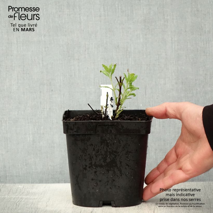 Exemplar von Blauraute Little Spire - Perovskia atriplicifolia Topf mit 2L/3L wie im Frühjahr geliefert