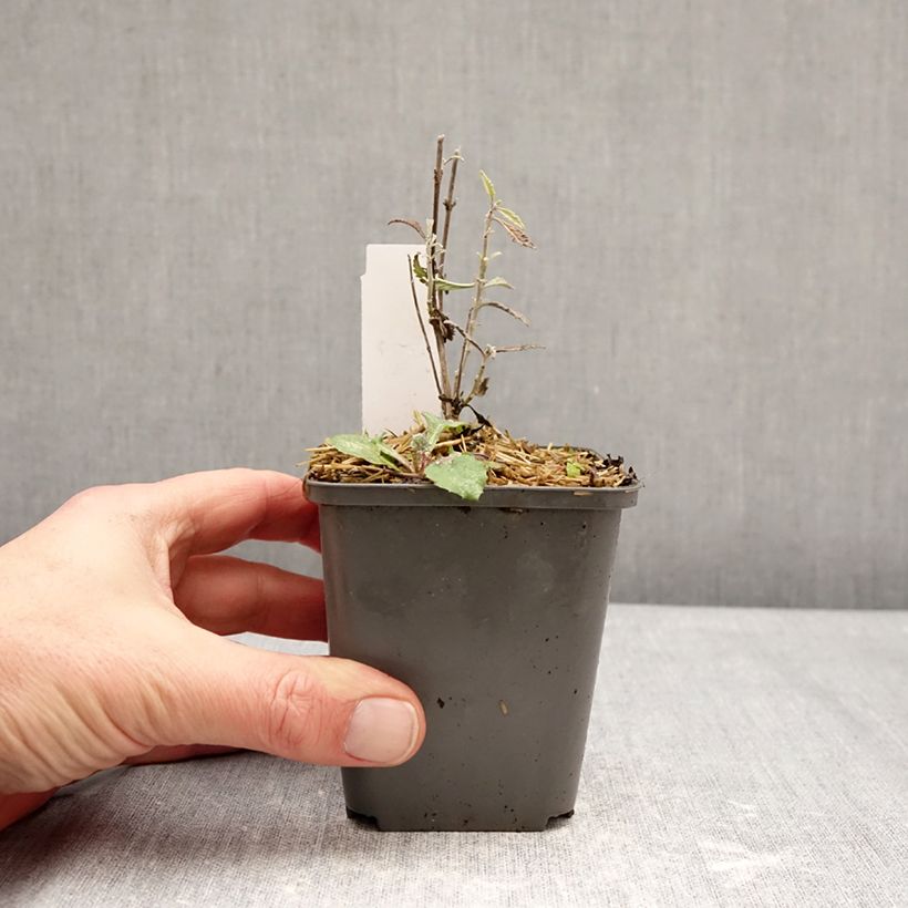 Exemplar von Blauraute Prime time - Perovskia atriplicifolia Kleine Töpfe von 7/8 cm wie im Winter geliefert