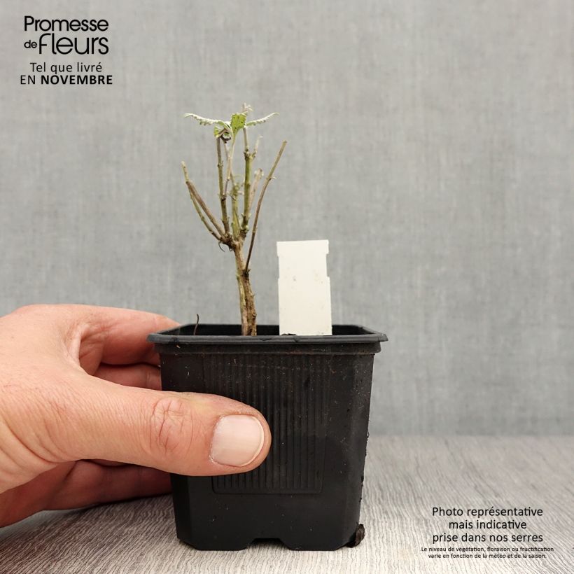 Exemplar von Blauraute Silvery Blue - Perovskia atriplicifolia Kleine Töpfe von 8/9 cm wie im Herbst geliefert