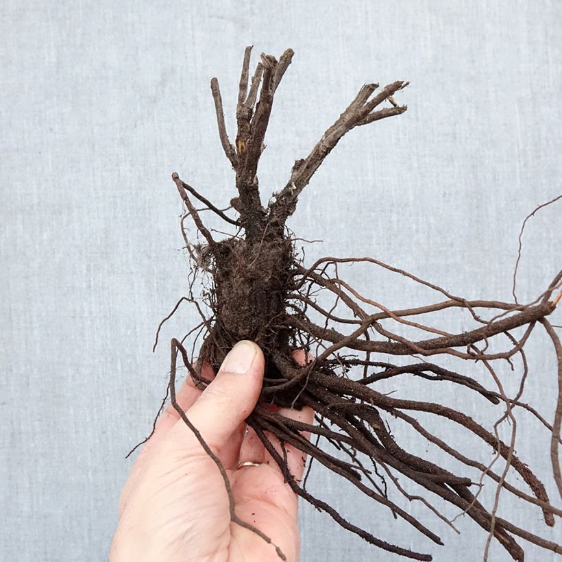 Exemplar von Blauraute Silvery Blue - Perovskia atriplicifolia Wurzelnackt wie im Winter geliefert