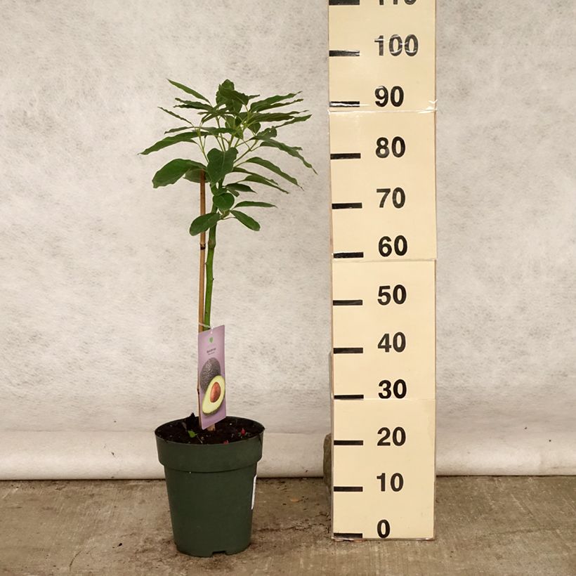Exemplar von Avocado Hass - Persea americana Topf mit 6L/7L wie im Sommer geliefert