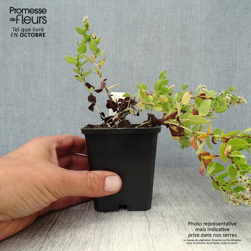 Exemplar von Aconogonon tortuosum var. glabrifolium - Weißer Kissenknöterich Kleine Töpfe von 8/9 cm wie im Herbst geliefert