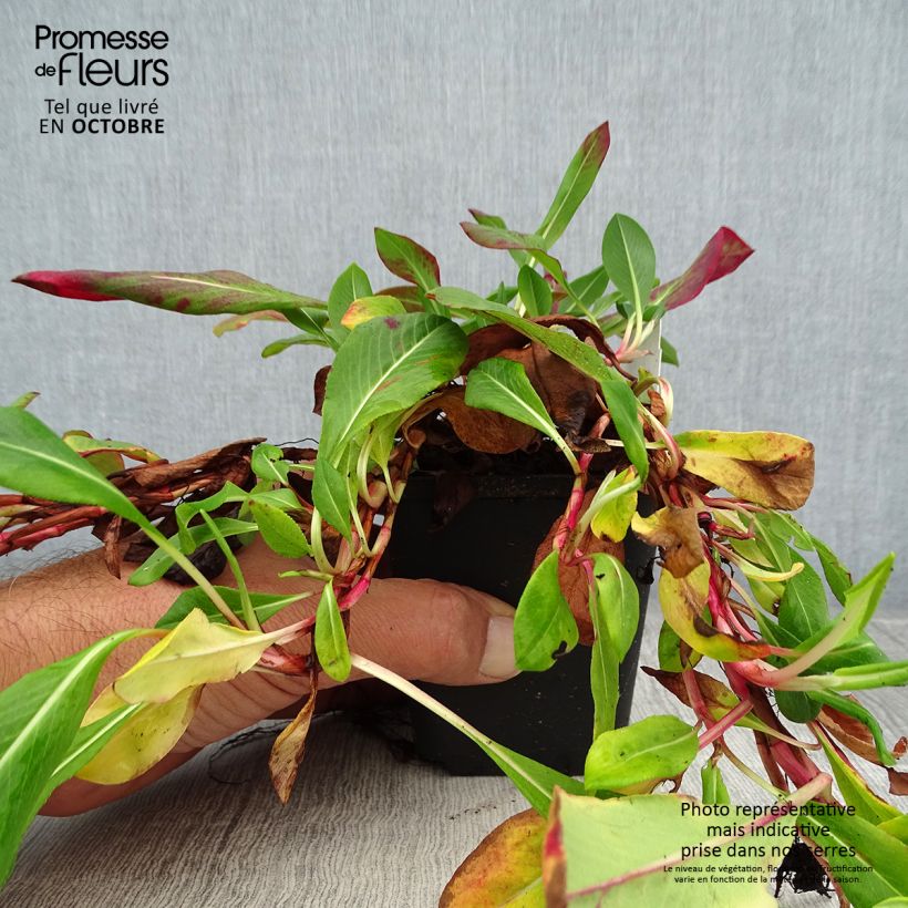 Exemplar von Schneckenknöterich Superba - Persicaria affinis Kleine Töpfe von 8/9 cm wie im Herbst geliefert