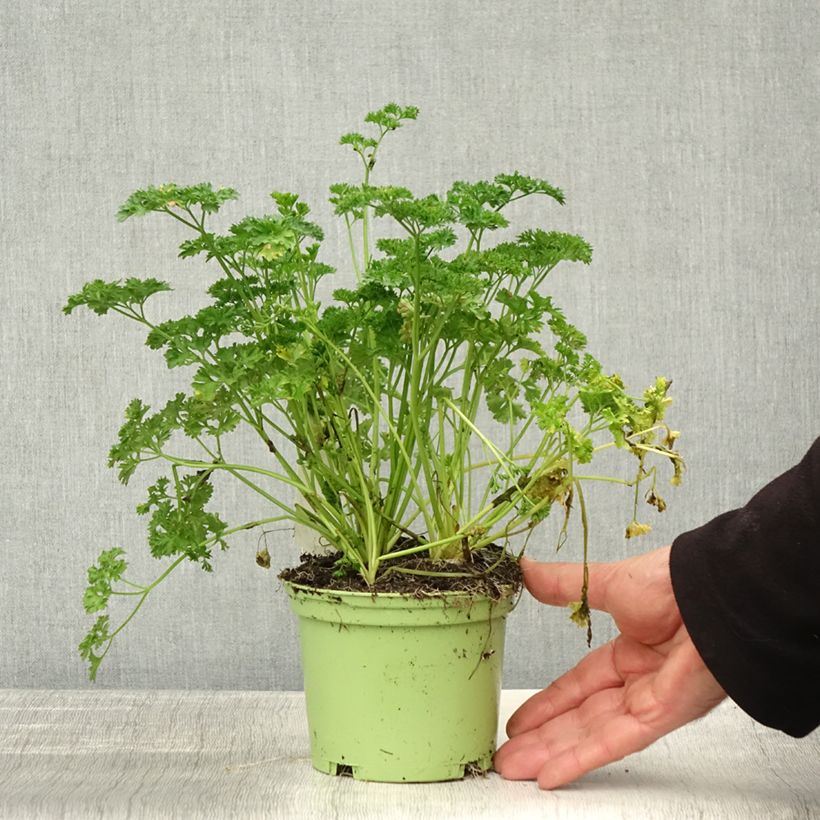 Exemplar von Garten-Petersilie Frisé vert foncé Bio Topf mit 2L/3L wie im Herbst geliefert