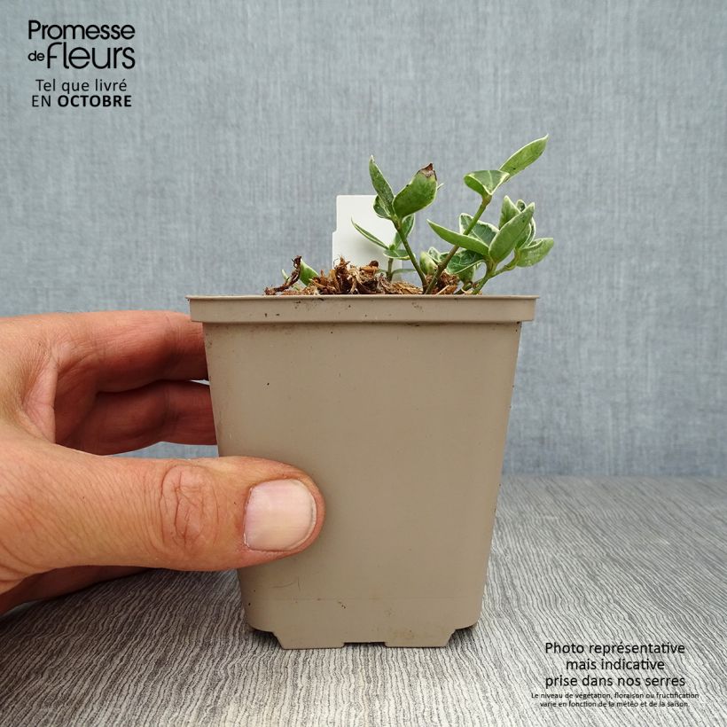Exemplar von Kleines Immergrün Ralph Shugert - Vinca minor Kleine Töpfe von 8/9 cm wie im Herbst geliefert