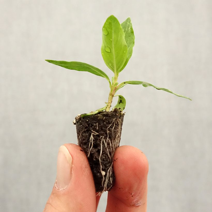 Exemplar von Rosafarbene Catharanthe Mediterranean Mix XP - Catharanthus Mini-Plug Ø 1,5/2,5 cm wie im Frühjahr geliefert
