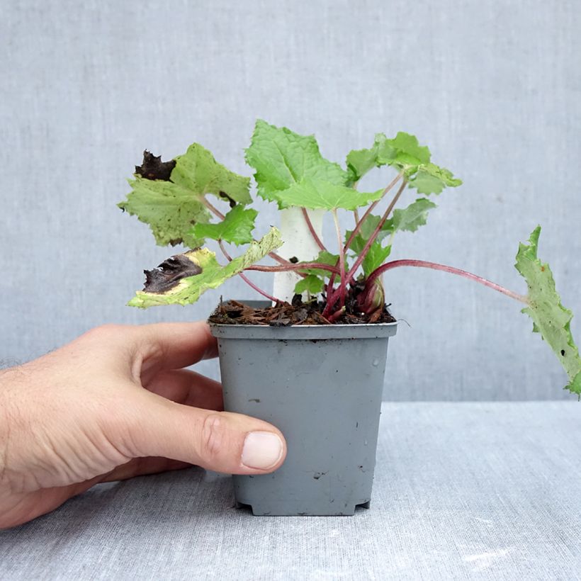 Exemplar von Weiße Pestwurz - Petasites albus Kleine Töpfe von 8/9 cm wie im Herbst geliefert