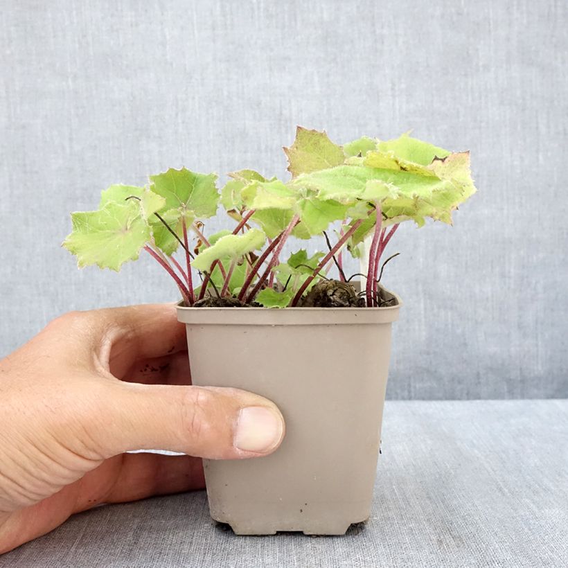 Exemplar von Weiße Pestwurz - Petasites albus Kleine Töpfe von 8/9 cm wie im Sommer geliefert