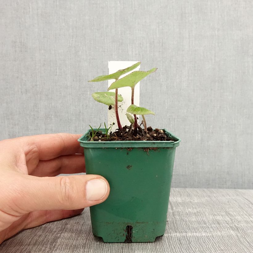 Exemplar von Winterheliotrop - Petasites fragrans Kleine Töpfe von 8/9 cm wie im Frühjahr geliefert