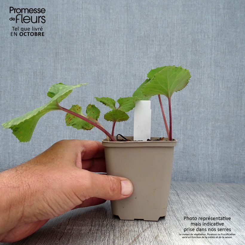 Exemplar von Japanische Pestwurz Giganteus - Petasites japonicus Kleine Töpfe von 8/9 cm wie im Herbst geliefert