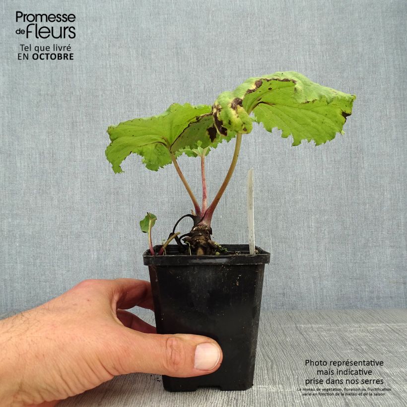 Exemplar von Japanische Pestwurz variegatus - Petasites japonicus Kleine Töpfe von 8/9 cm wie im Herbst geliefert