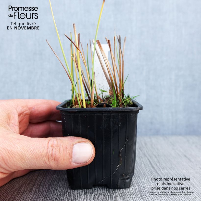 Exemplar von Typha minima - Zwerg-Rohrkolben Kleine Töpfe von 8/9 cm wie im Herbst geliefert