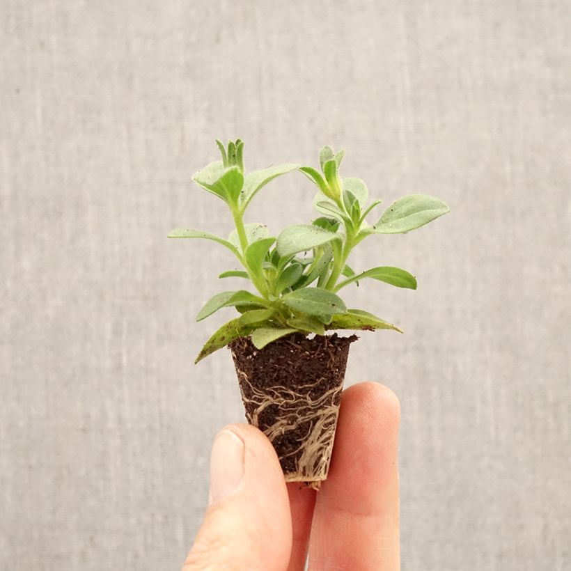 Exemplar von Petunia Bee's Knees Mini-Plug Ø 3/4 cm wie im Frühjahr geliefert