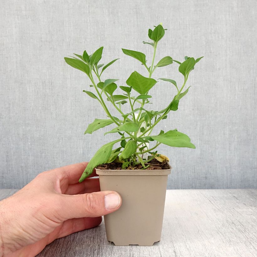 Exemplar von Petunia Supertunia Vista Bubblegum Topf 10 cm/11cm wie im Frühjahr geliefert