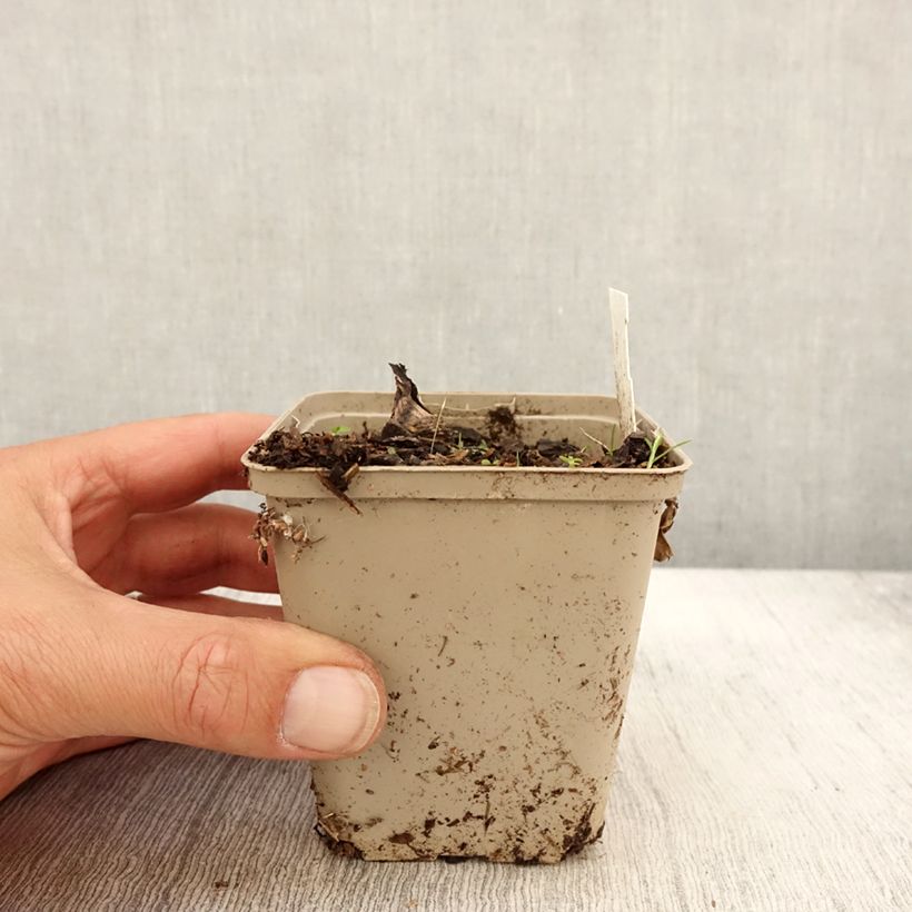 Exemplar von Peucedanum ostruthium Daphnis - Meisterwurz Kleine Töpfe von 8/9 cm wie im Herbst geliefert