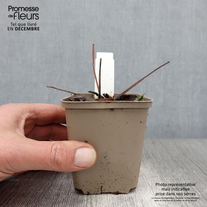 Exemplar von Riesen-Haarstrang - Peucedanum verticillare Kleine Töpfe von 8/9 cm wie im Herbst geliefert