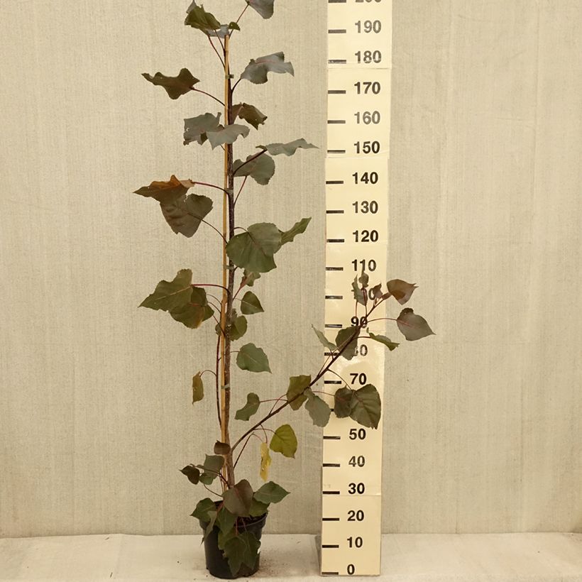 Exemplar von Virginische Pappel Fuego - Populus deltoides Topf mit 7,5L/10L wie im Herbst geliefert