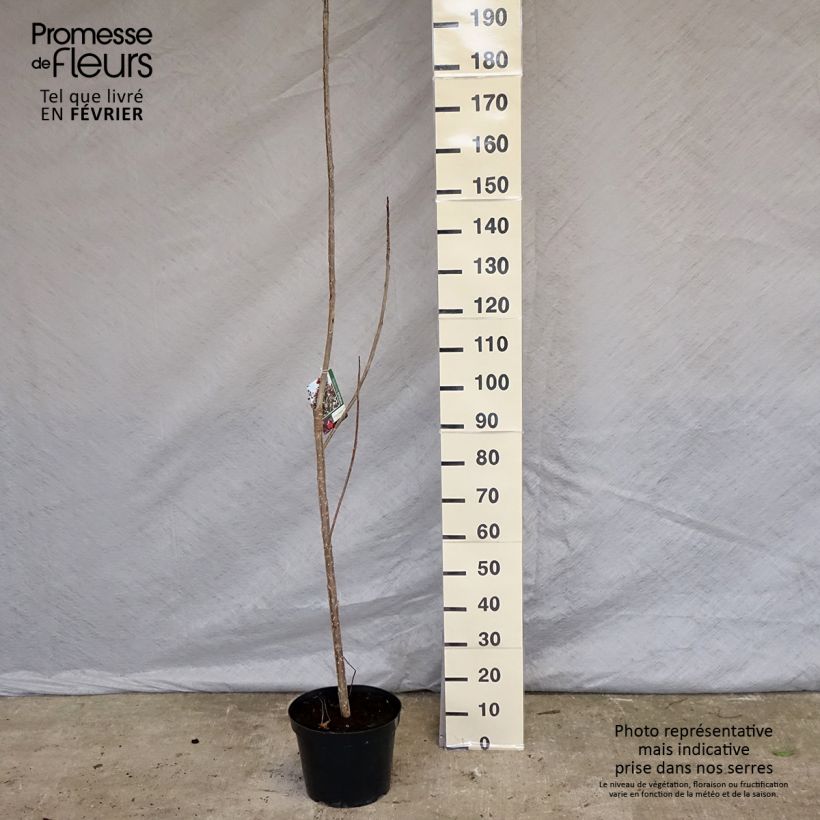 Exemplar von Virginische Pappel Purple Tower - Populus deltoides Topf mit 7,5L/10L wie im Winter geliefert