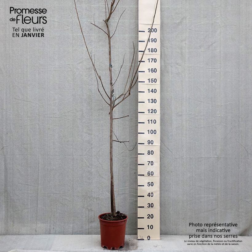 Exemplar von Bastard-Schwarz-Pappel Robusta - Populus euramericana Topf mit 7,5L/10L wie im Winter geliefert