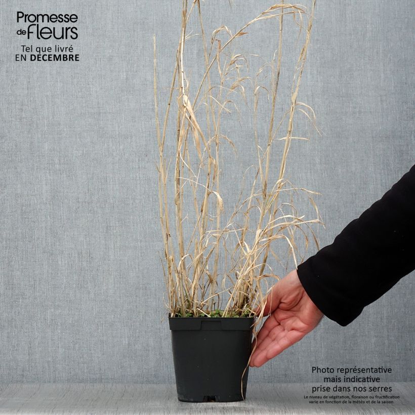 Exemplar von Phalaris arundinacea Picta - Rohr-Glanzgras Topf mit 2L/3L wie im Herbst geliefert